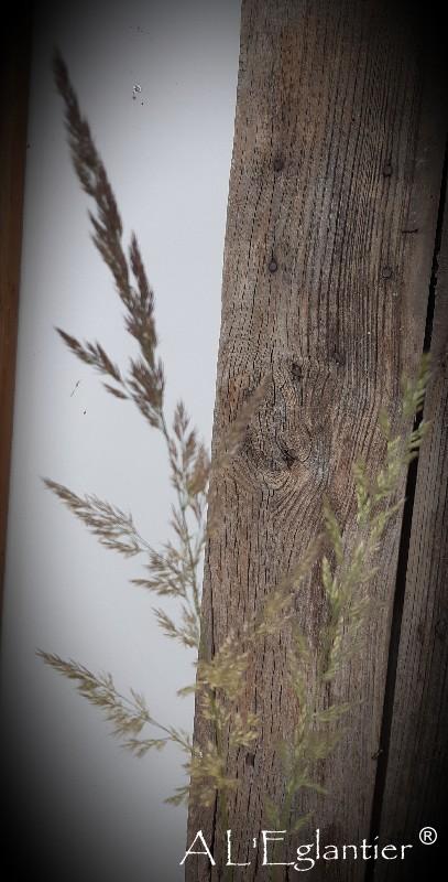 Calamagrostis Brachy