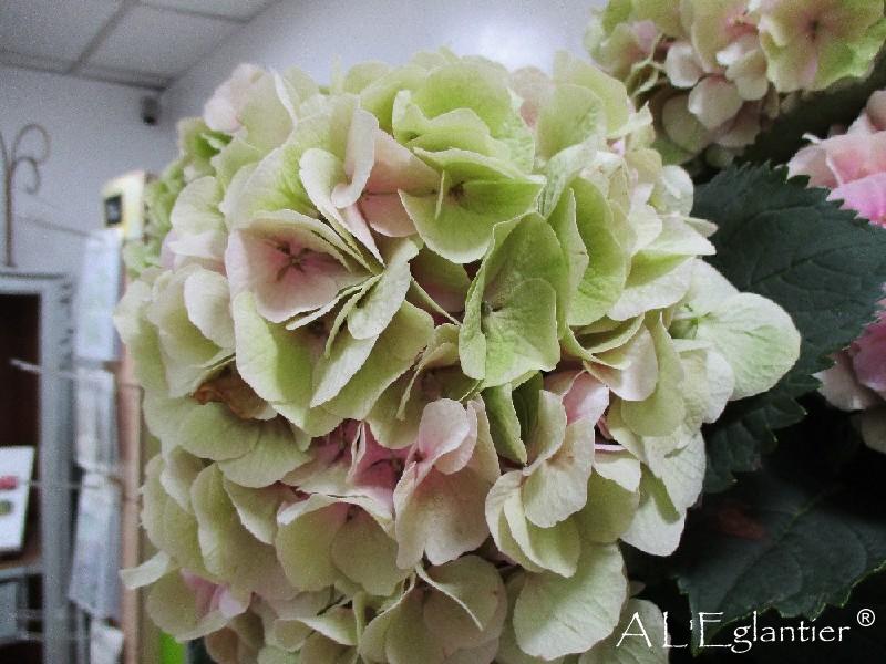 Hortensia Verena Pink Classic