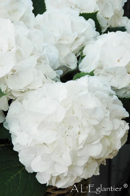Hortensia Schneeball court