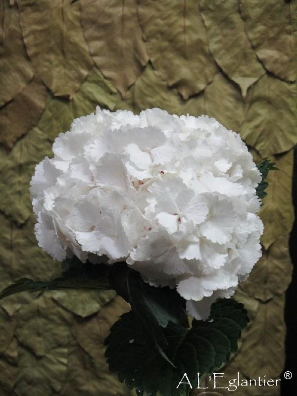 Hortensia White Verena