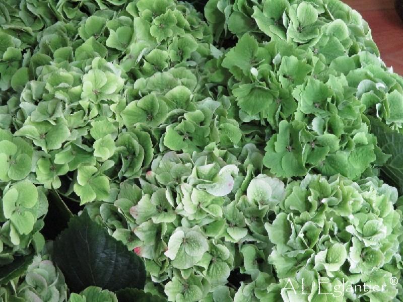 Hortensia Vert