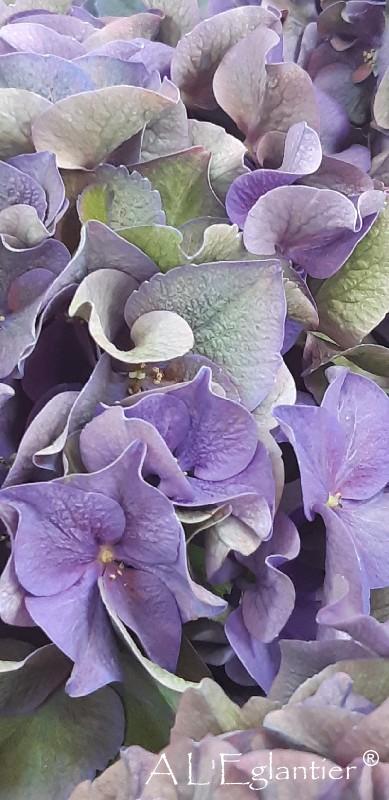 Hortensia Rodeo Fonce