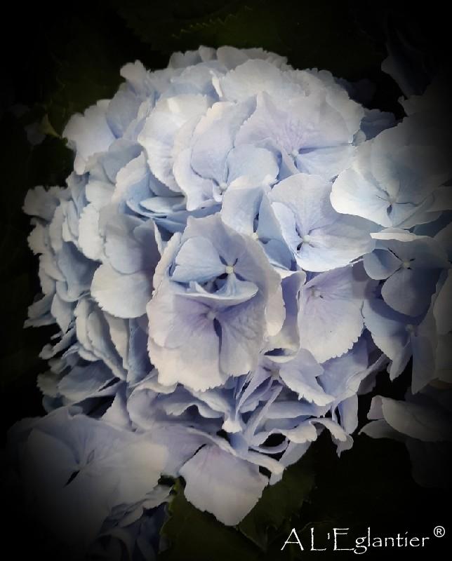 Hortensia Verena Bleu