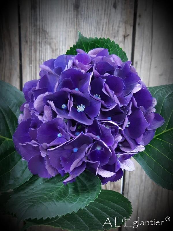 Hortensia royal king