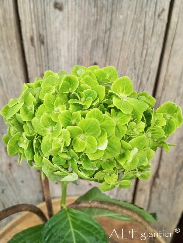 Hortensia Import magical green