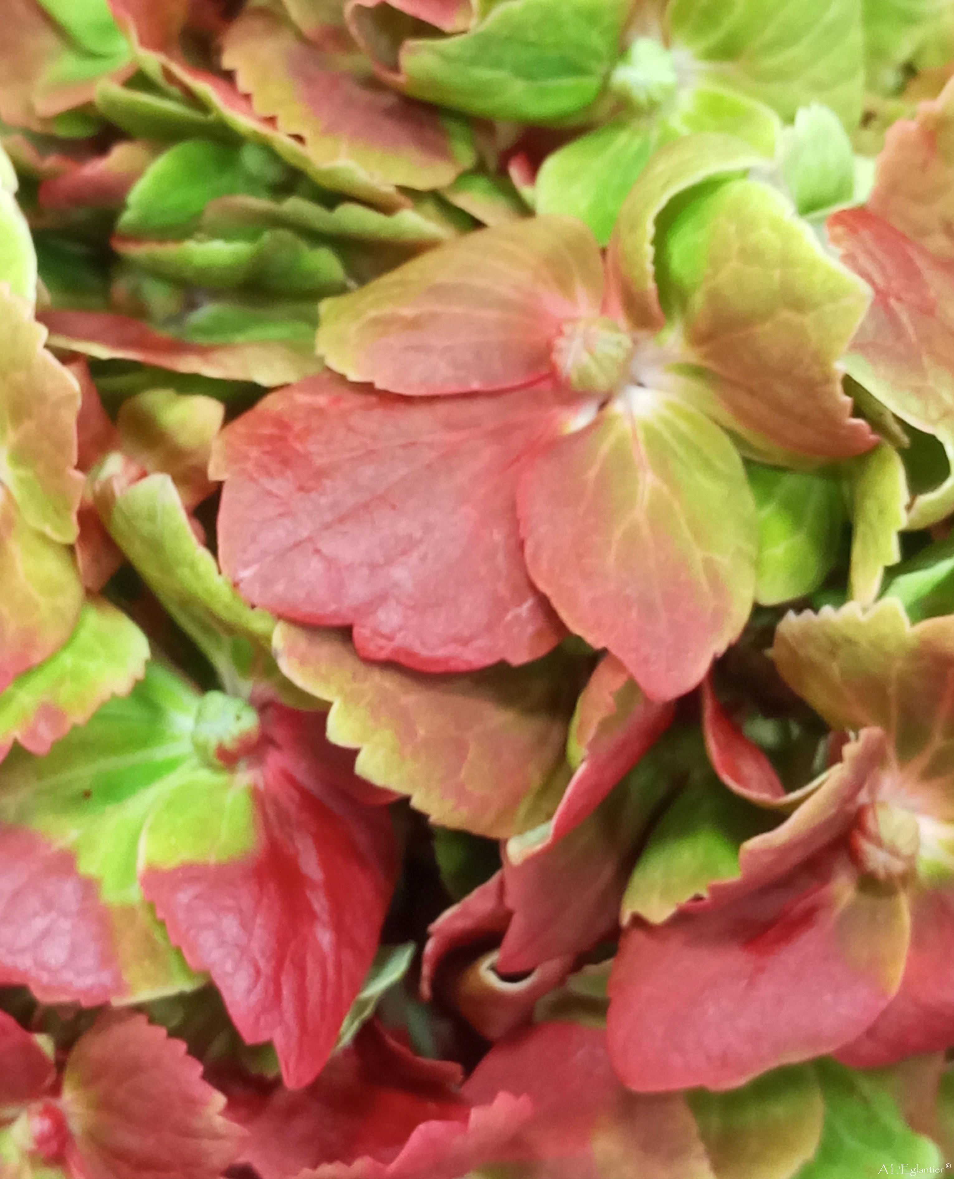 hortensia painted rubi emerald