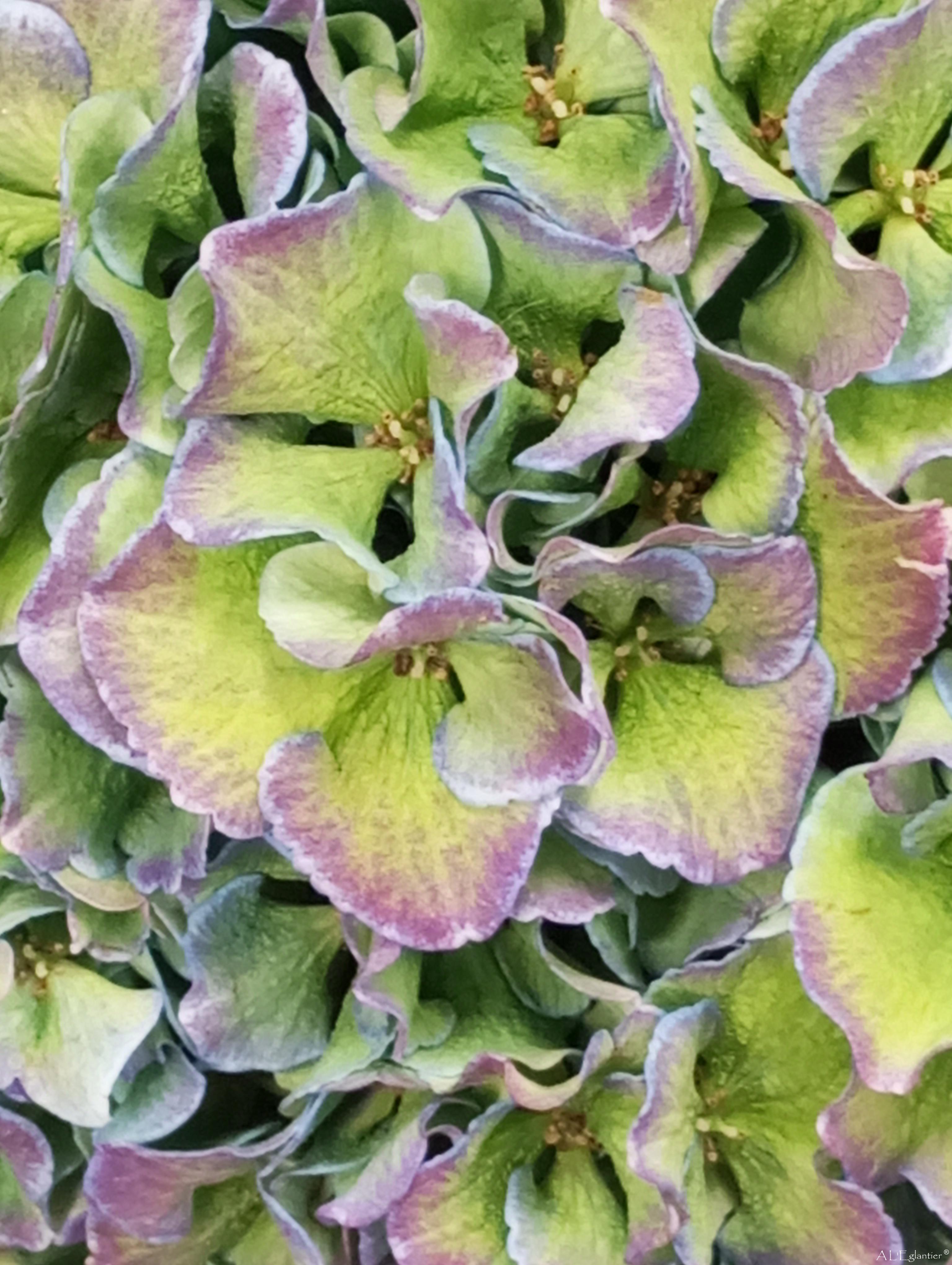 hortensia cl royal parade