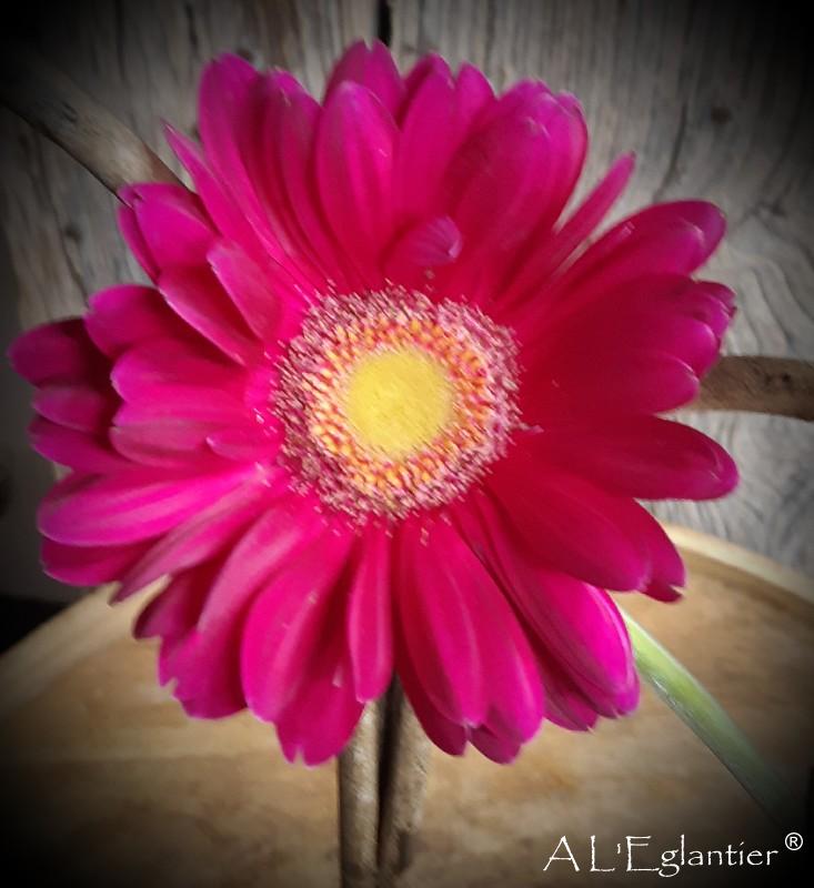 Gerbera grande Fuschia