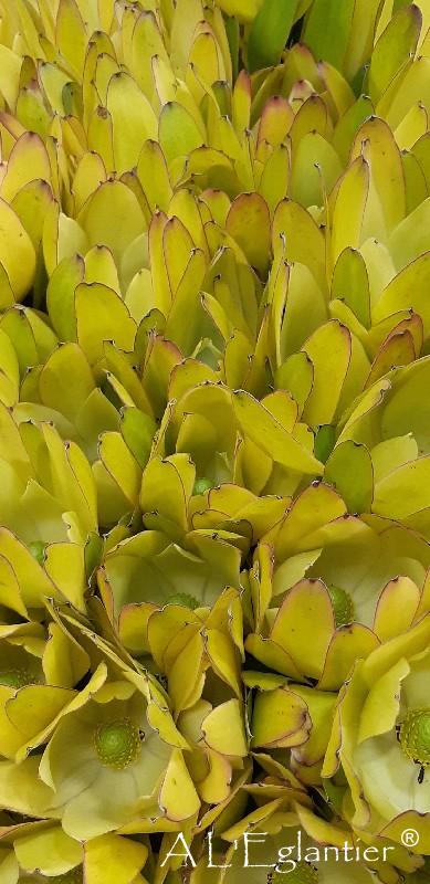Leucadendron Goldstrike
