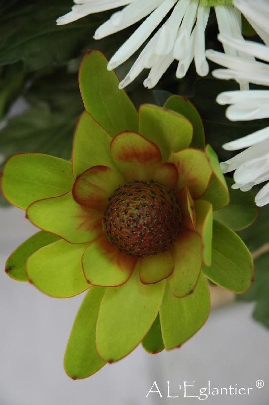 Leucadendron Laurel Jaune