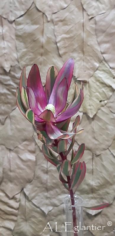 Leucadendron Jester