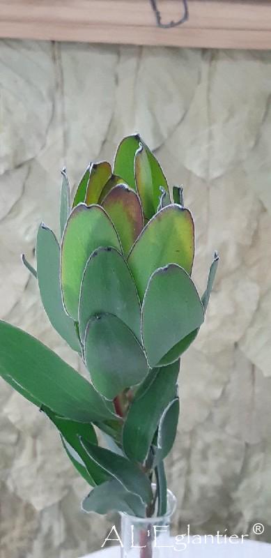 Leucadendron Saf Goldstrike