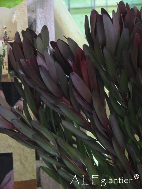 leucadendron sunset