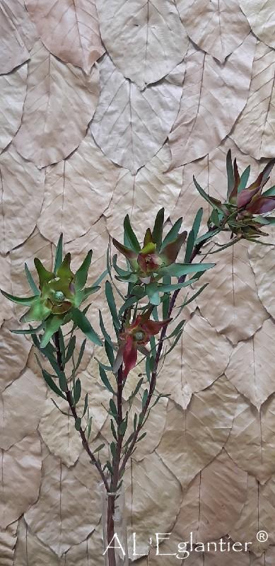 Leucadendron Sal Blush