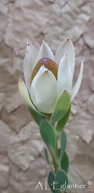 Leucadendron Discolor