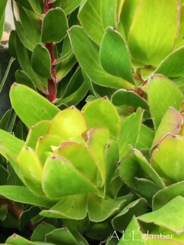 Leucadendron goldstrick 70 cm