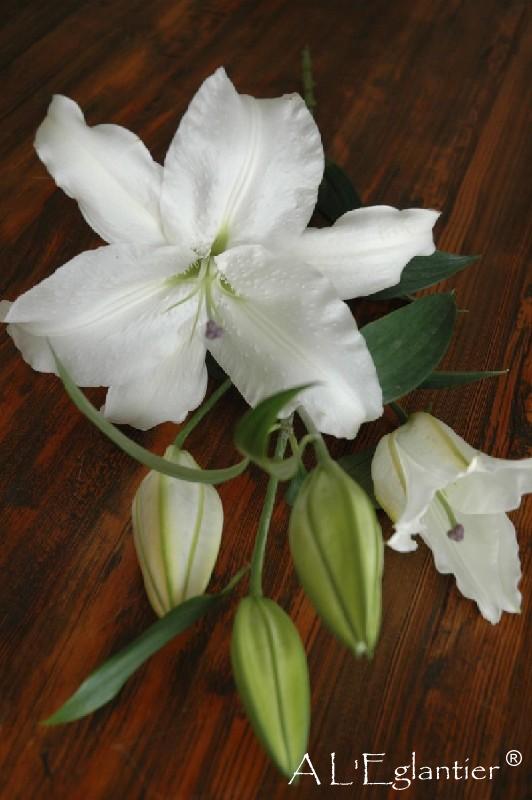 Lys Oriental Aqua Santander