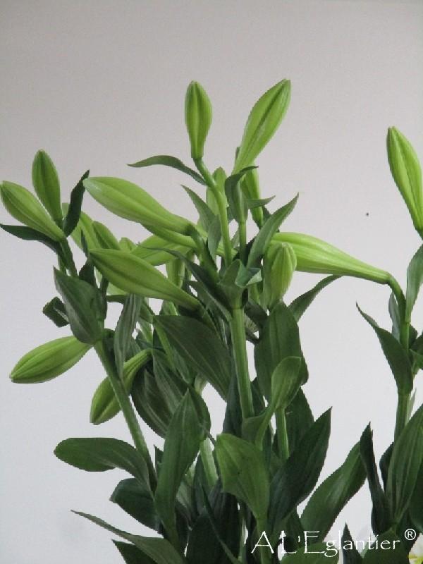 Lys Aqua Watch Up bouton