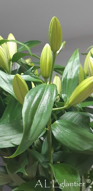 Lys Oriental Tisento