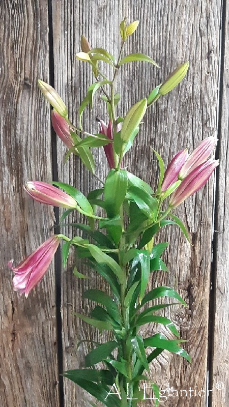 Lys Oriental Touchstone