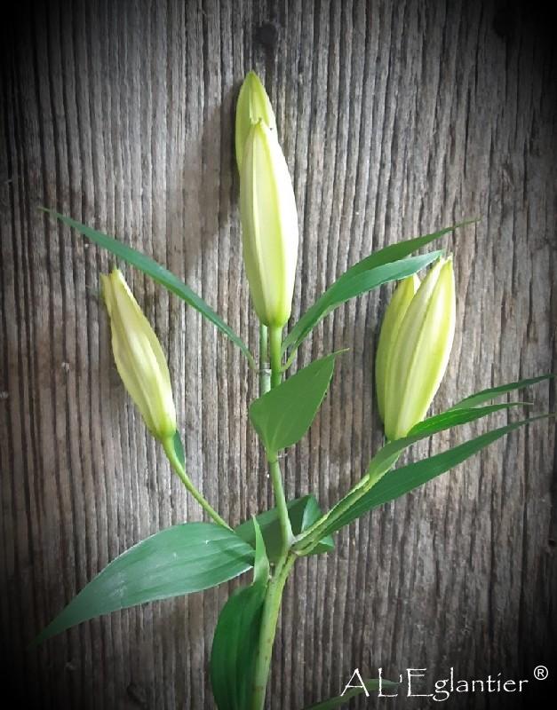 Lys Oriental Pacific Ocean