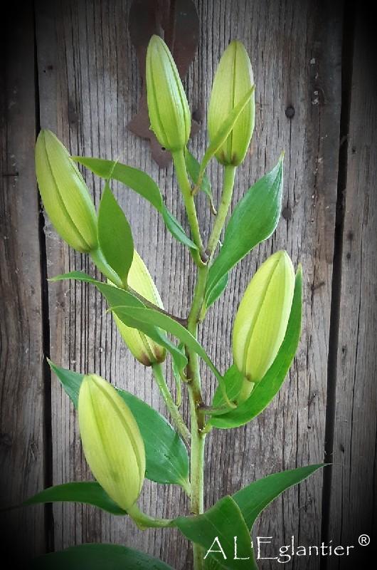 Lys Oriental Aqua Sigmun Prod LOc