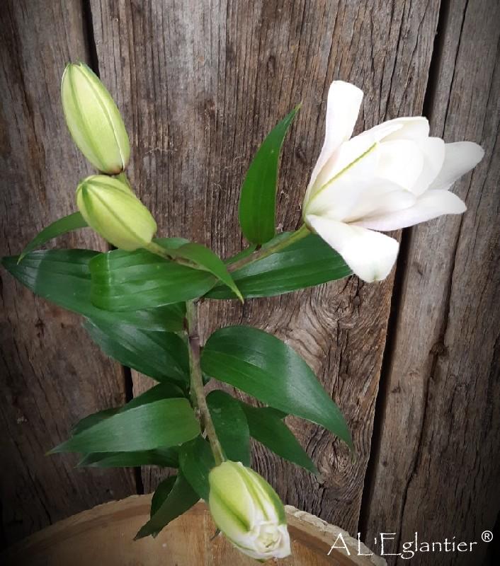 Lys oriental double Anouska