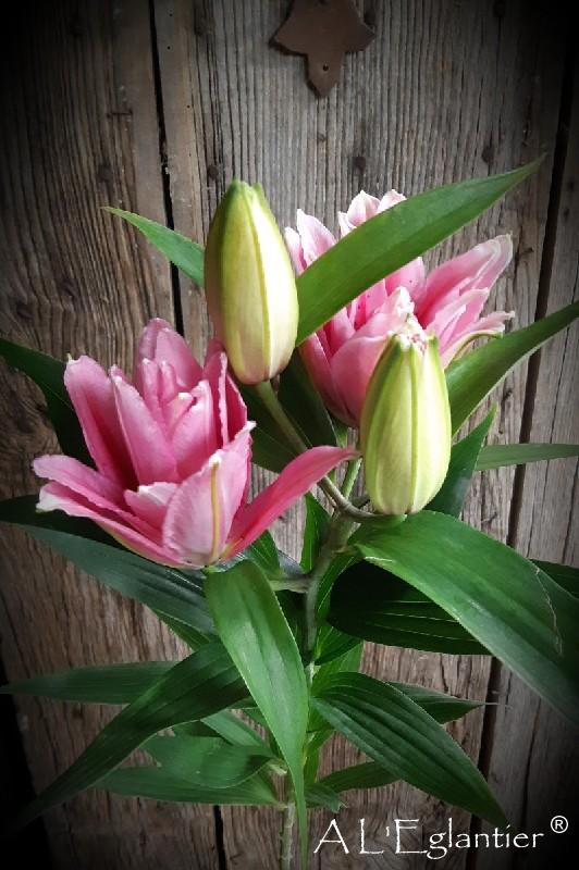 Lys oriental double Roselily viola