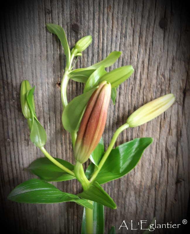 lys asiatique Heartstrings