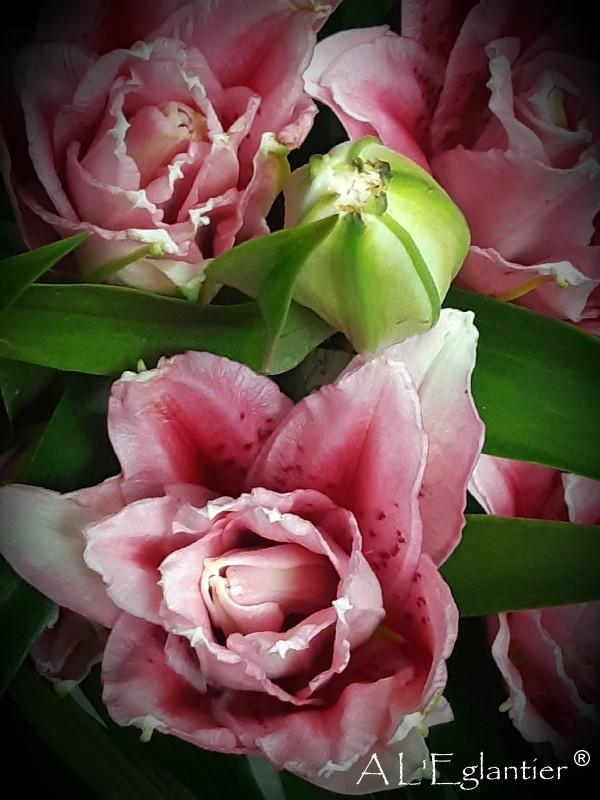 lys oriental roselily double lNatascha