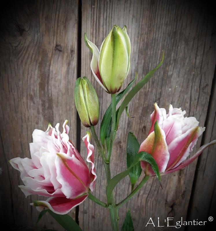 lys oriental double floretta