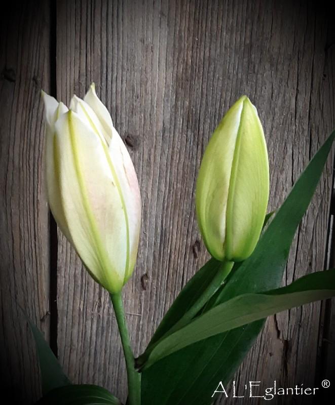 lys oriental Sempione