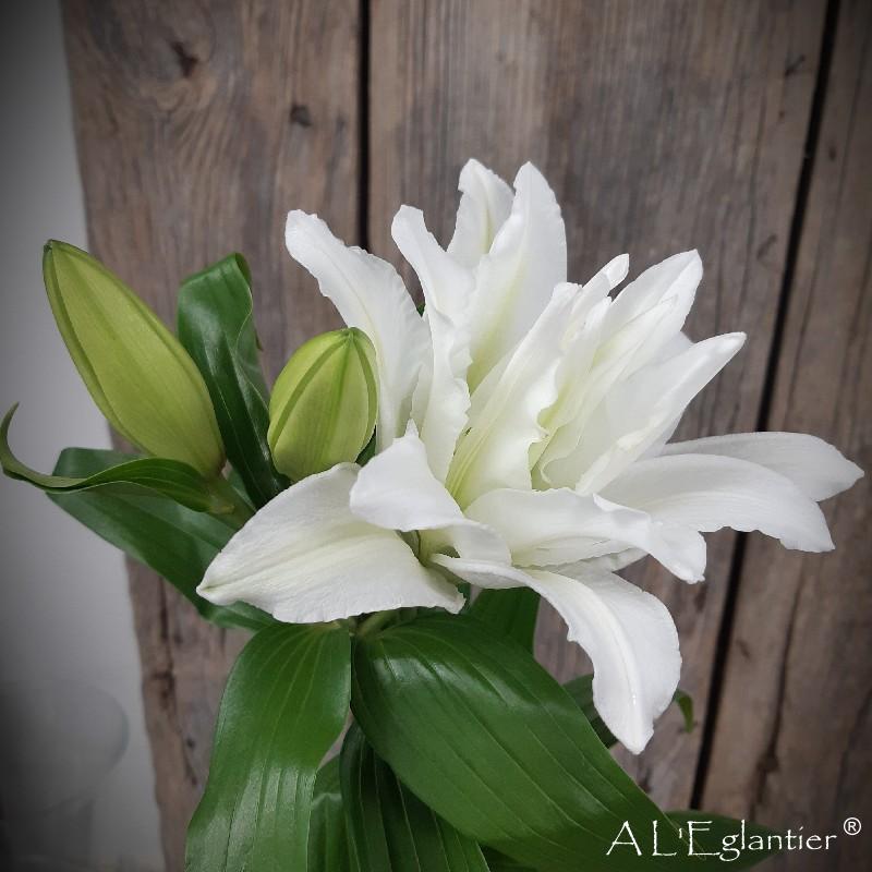 lys oriental double aisha