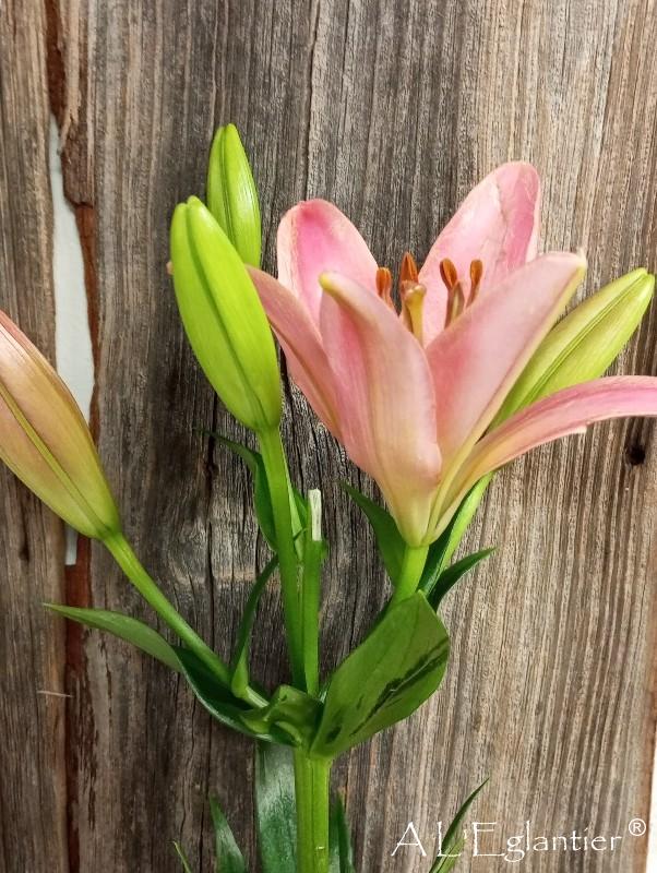 Lys la brindisie 3 fleurs