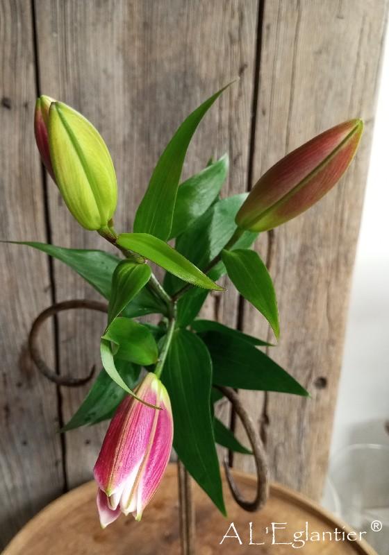 lys oriental red Down