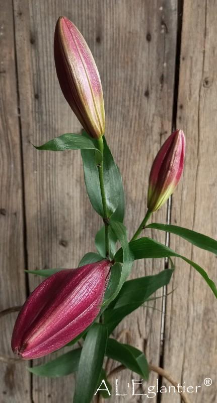 lys oriental lasting love 3+