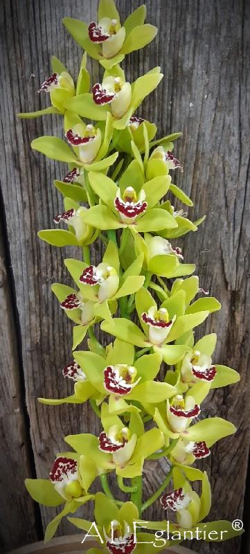 Mini Cymbidium