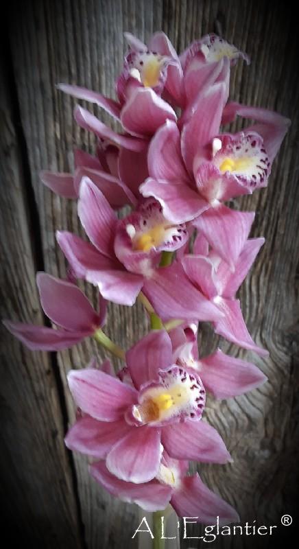 Mini Cymbidium 30 cm