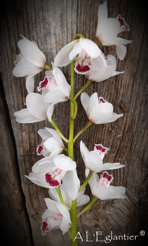 mini cymbidium Bernaflor