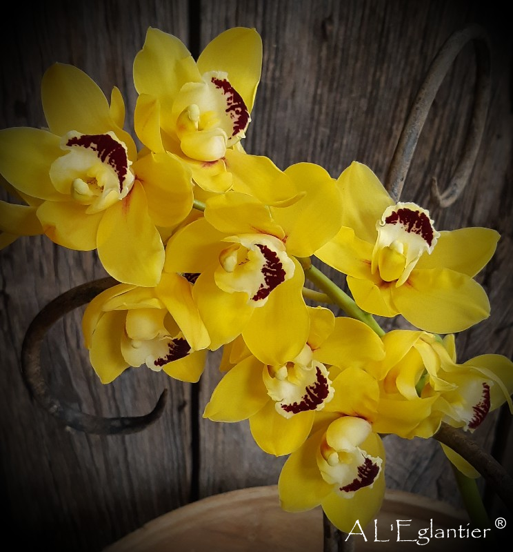 mini cymbidium golden boy