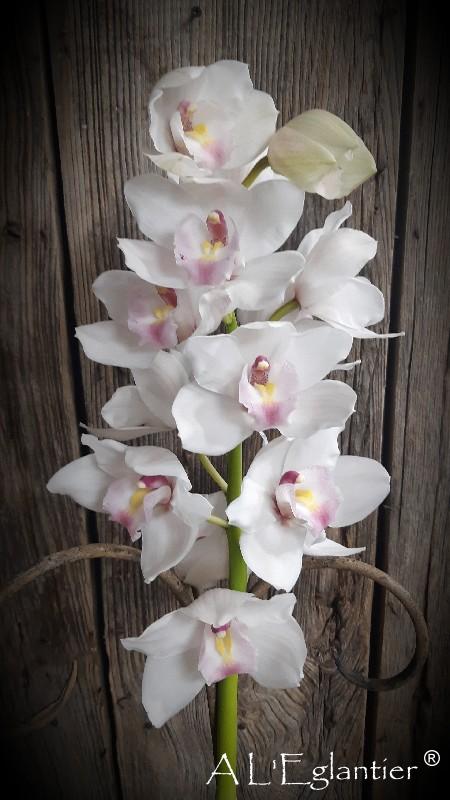 Cymbidium Dos Pueblos