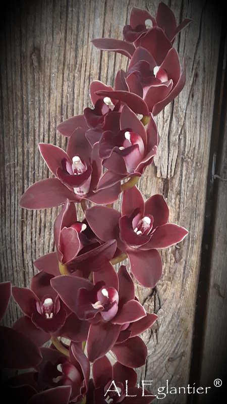 cymbidium red Velvet