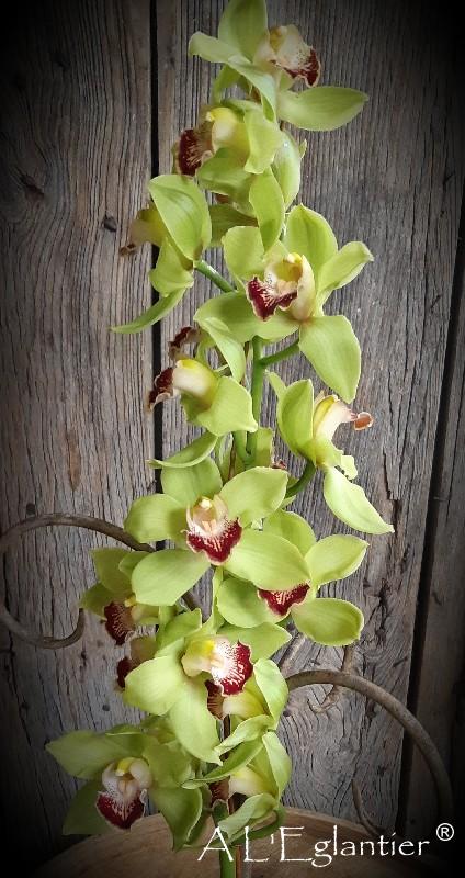cymbidium green valley