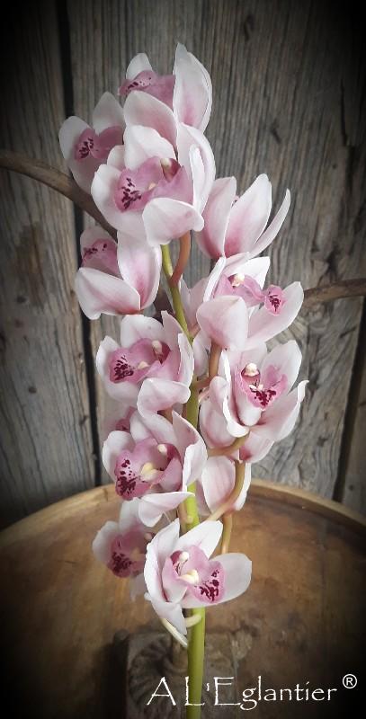 cymbidium mini Sabrina