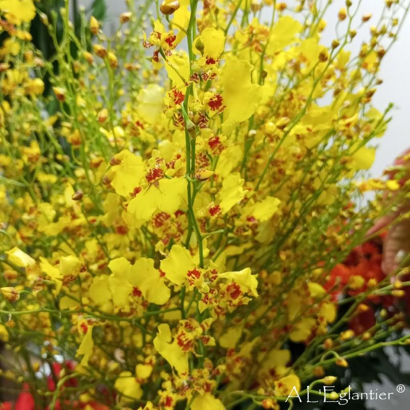 oncidium golden win 80 cm