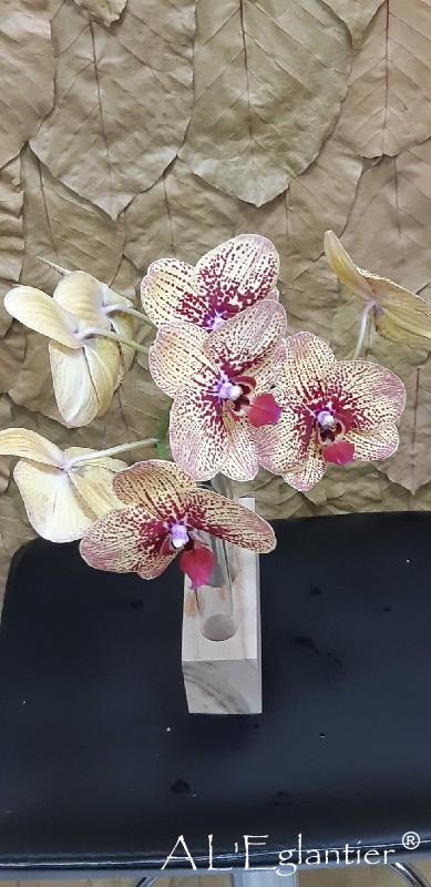 Phalaenopsis Karin Loha