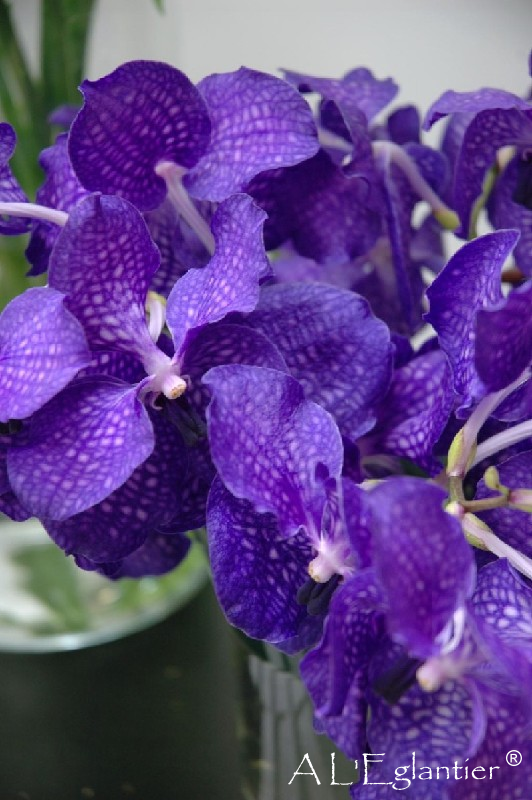 Vanda a la tige