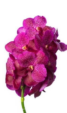 Vanda Sumathi Magic Fuchsia