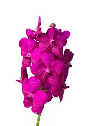 Vanda Nitaya Rasberry Cerise