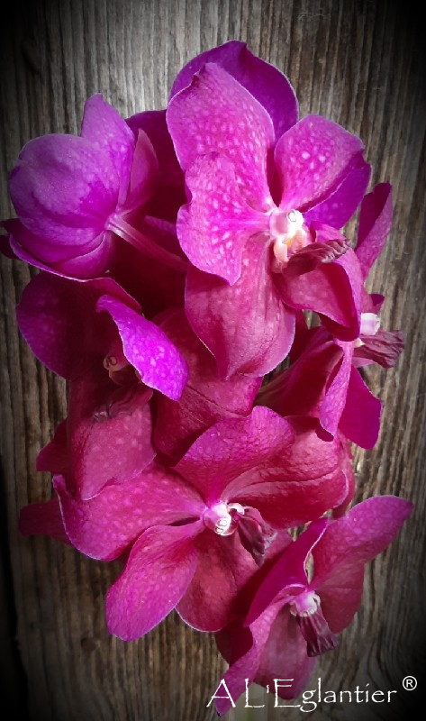 Vanda sunanda magic Fuchsia